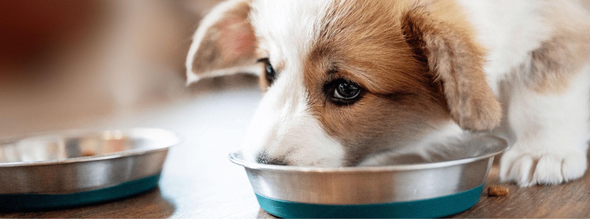 Puppy Feeding Tips Creating a Hassle Free Mealtime TLC Pet Food