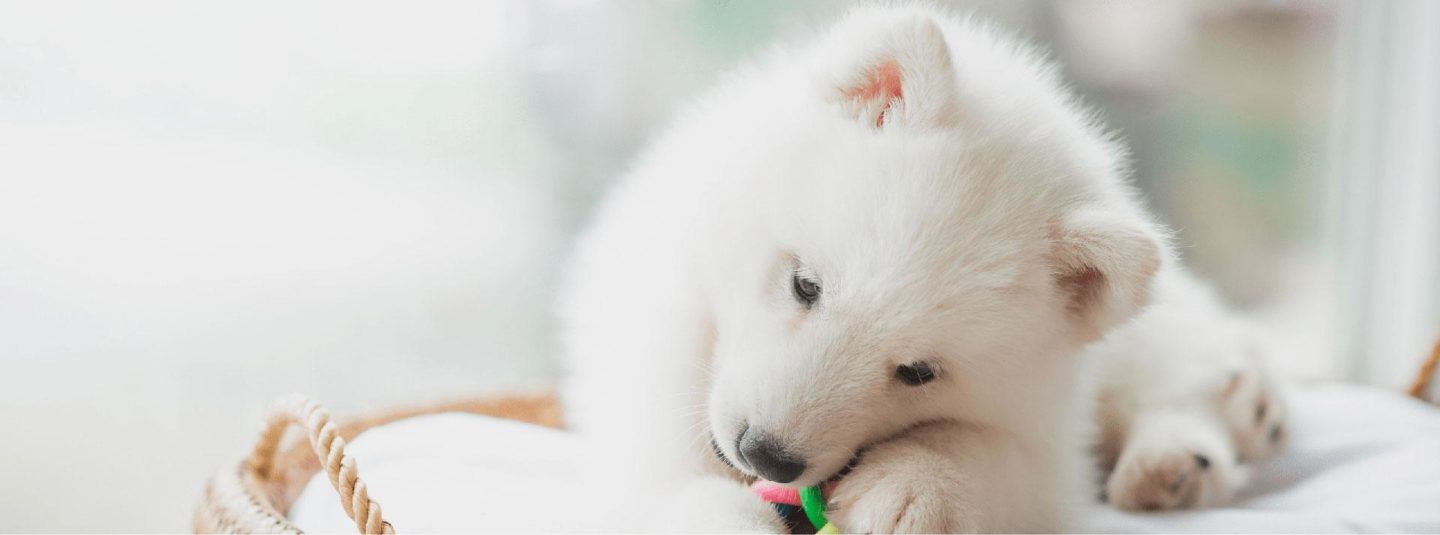 puppy with chew toy