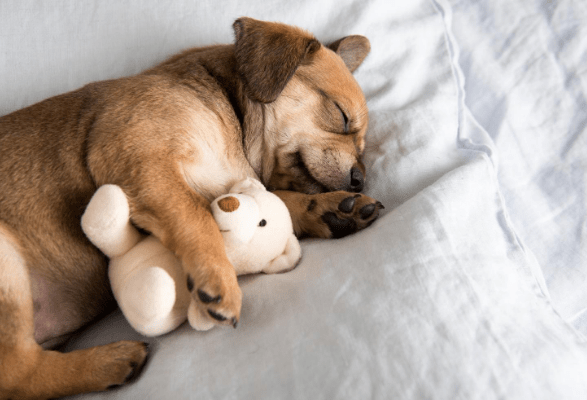 puppy cuddling with teddy bear