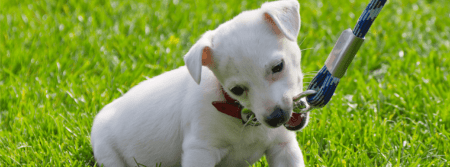 puppy biting leash