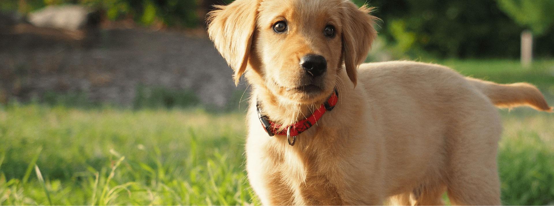 6 Things Nobody Tells You Before Getting a Puppy TLC Pet Food