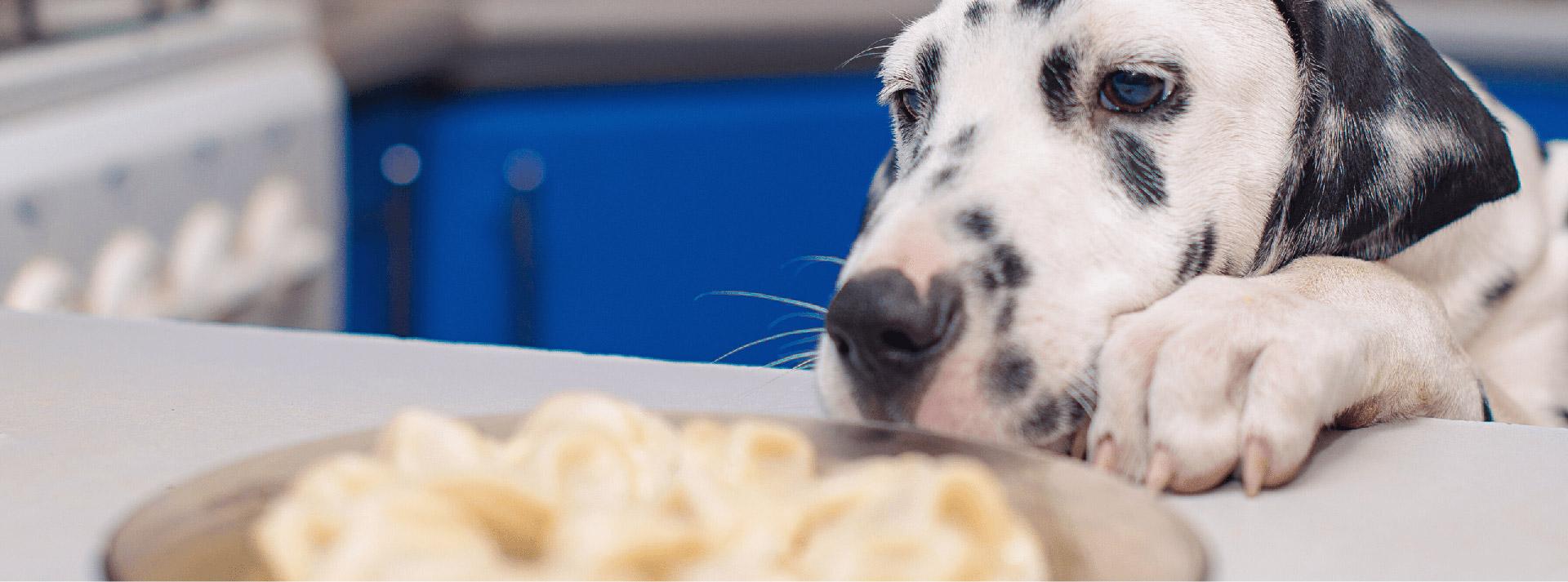 Dog food shop not to buy