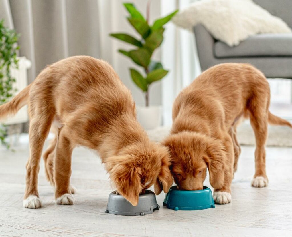 Puppies eating TLC Pet Food
