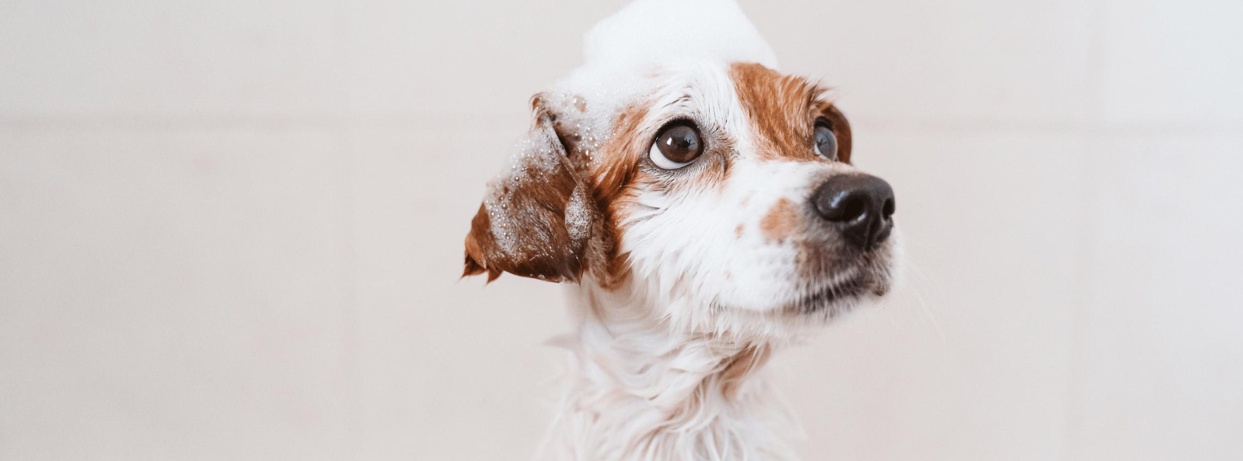 Choosing the right shampoo for your puppy
