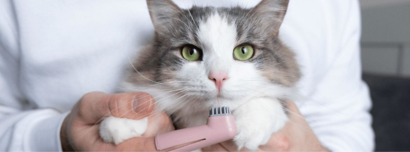cat with cat tooth brush