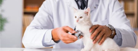 kitten getting heart checked with stethoscope