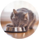 cat eating from food bowl