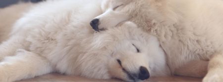 two dogs sleeping