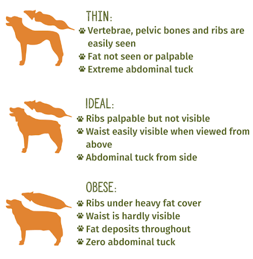 Check the health of your pet by assessing their body shape