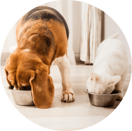 Dog and Cat Eating TLC Pet Food