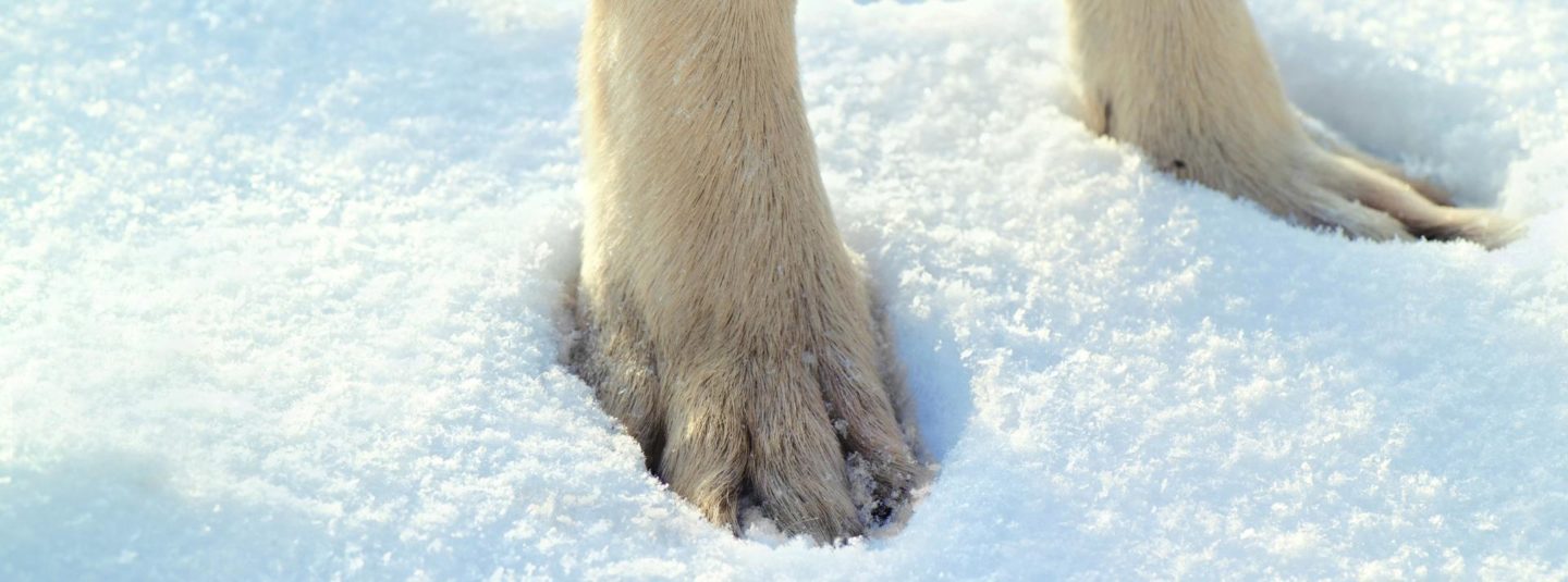 dogs paws in snow