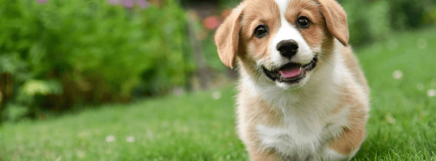 image of puppy in a field