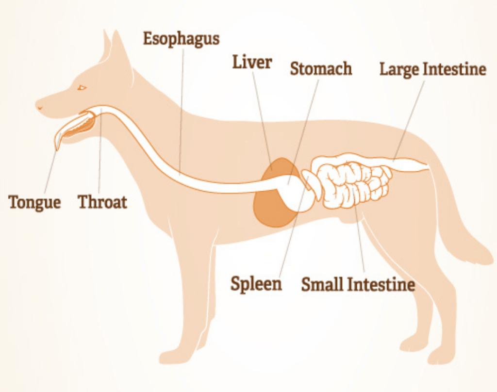 diagram of dog digestive system