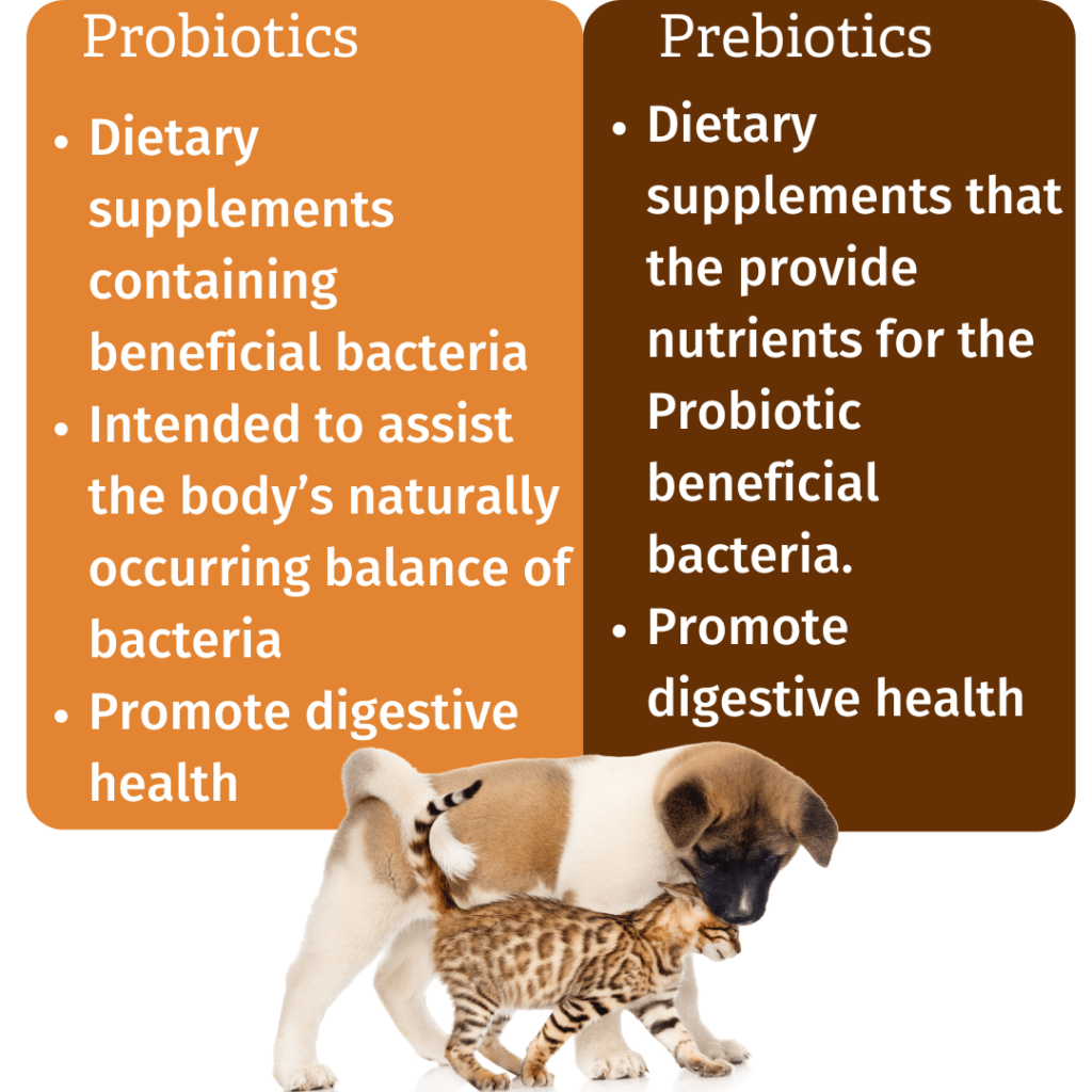 Probiotics vs prebiotics infographic