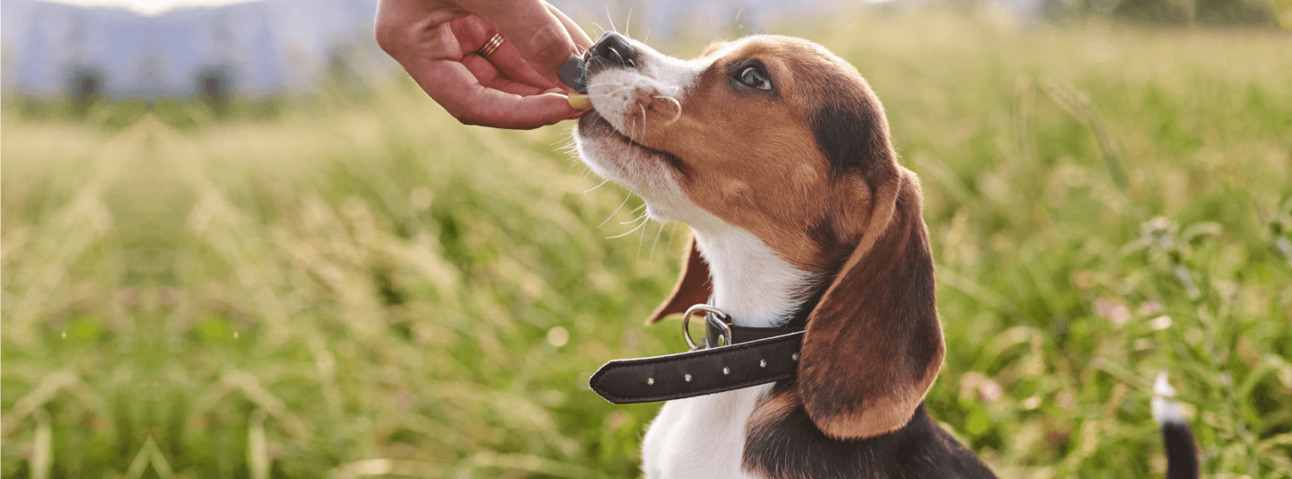 puppy eating treat