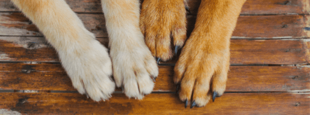 two sets of paws