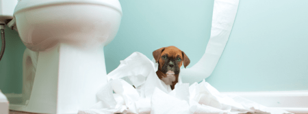 puppy sitting in toilet paper