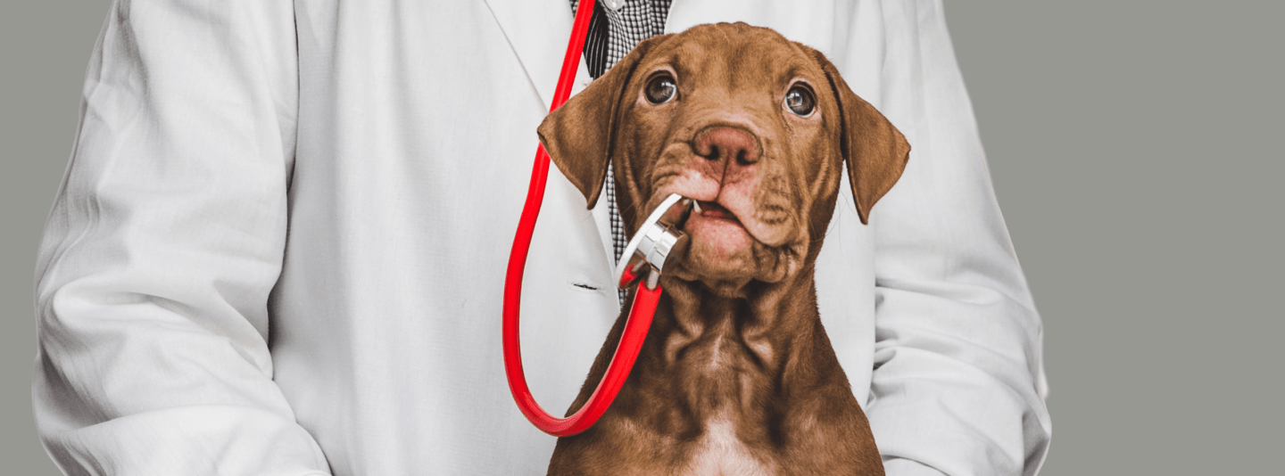 puppy with stethoscope in mouth