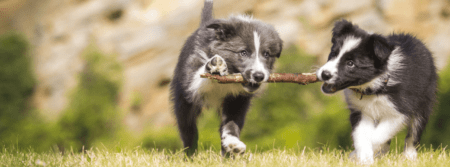 puppies playing with stick