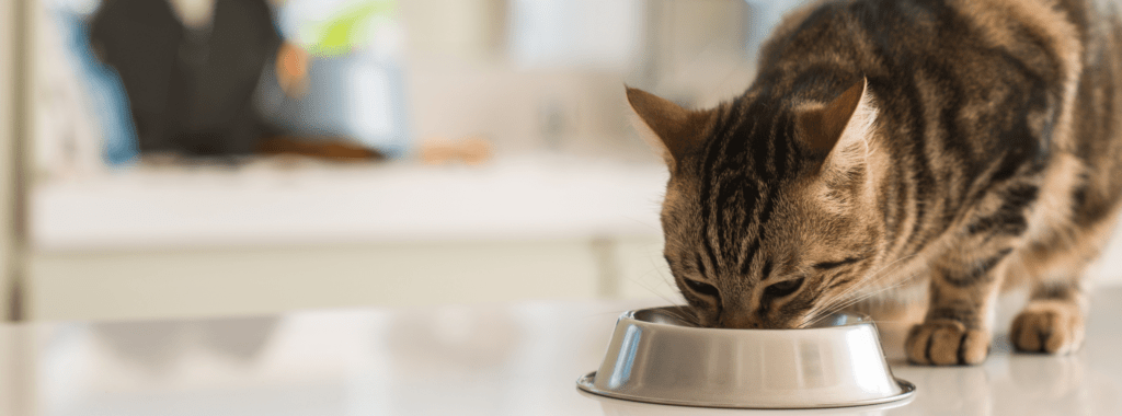 cat eating from food dish