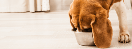 puppy eating out of dog food dish