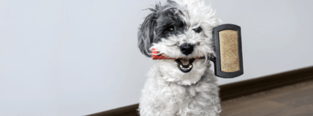 puppy with grooming brush in mouth