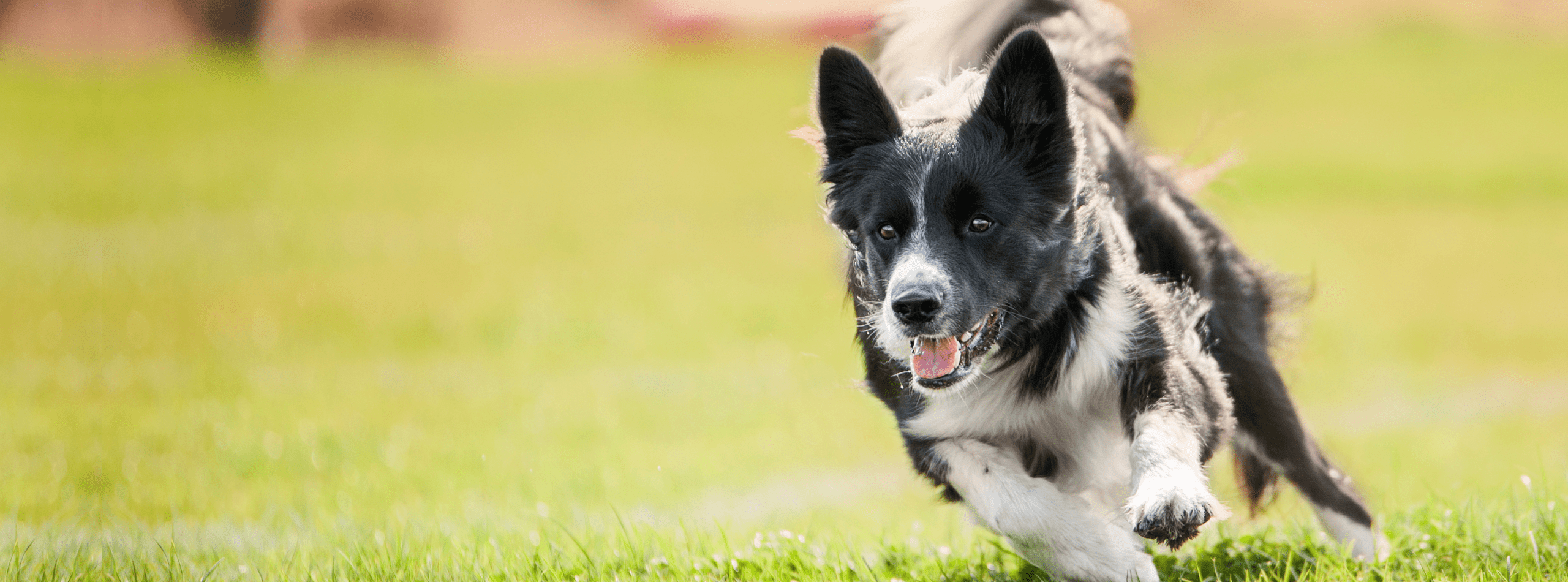 are legumes bad for dog heart