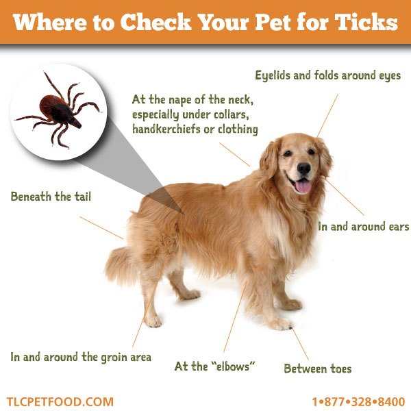 How to check your dog for ticks
